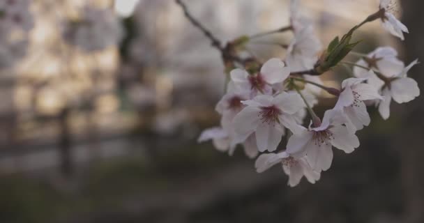 影子樱花在春日的特写中绽放 日本东京Nerima区 2020 — 图库视频影像