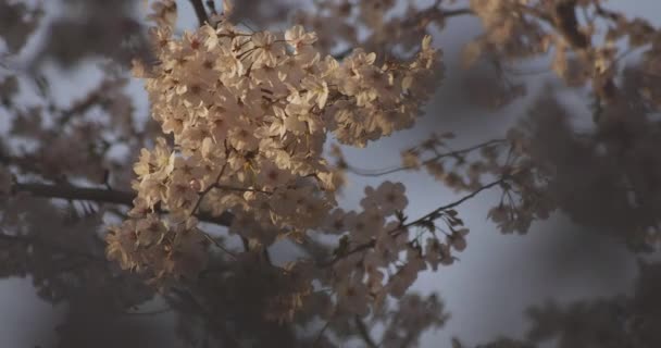 Shadow Cherry Blossom Spring Daytime Nerima District Tokyo Japan 2020 — Stock Video