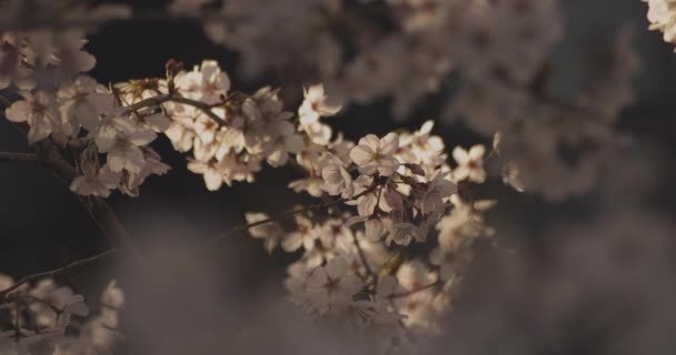 Shadow Cherry Blossom Spring Daytime Nerima District Tokyo Japan 2020 — Stock Video