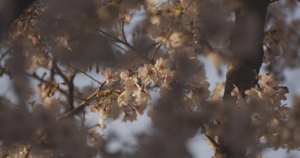 Třešňový Květ Jaře Okres Nerima Tokio Japonsko 2020 — Stock video