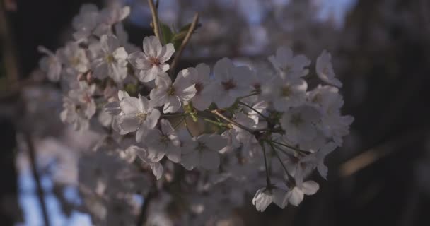 Shadow Cherry Blossom Spring Daytime Nerima District Tokyo Japan 2020 — Stock Video