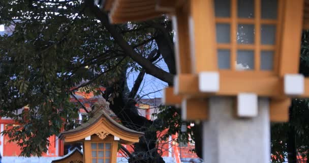 Latarnia Japońskim Tradycyjnym Sanktuarium Dzielnica Shinjuku Tokyo Japan 2019 Jest — Wideo stockowe