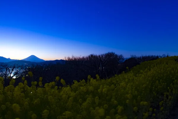 Sunset Canola Flower Garden Shounan Kanagawa Japan 2018 Camera Canon — Stock Photo, Image