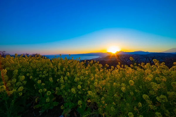 Coucher Soleil Jardin Fleurs Canola Shounan Kanagawa Japon 2018 Appareil — Photo