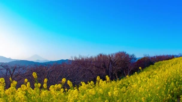 Coucher Soleil Time Lapse Jardin Fleurs Canola Shounan Kanagawa Japon — Video