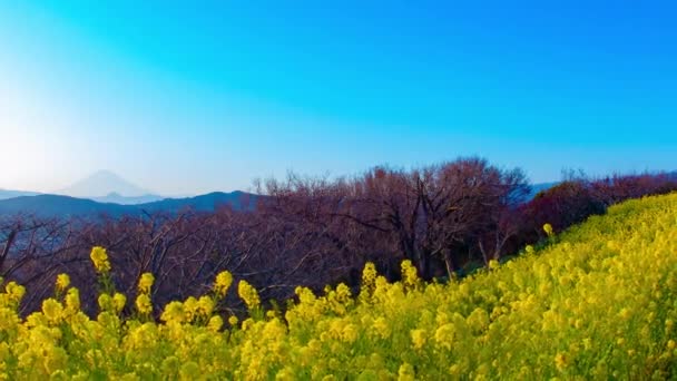 Coucher Soleil Time Lapse Jardin Fleurs Canola Shounan Kanagawa Japon — Video