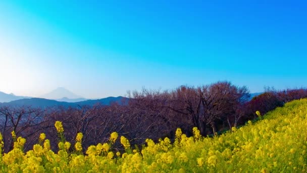Ώρα Του Ηλιοβασιλέματος Παύει Τον Κήπο Λουλουδιών Canola Σινουκάουα Ιαπωνία — Αρχείο Βίντεο