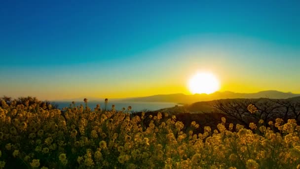 Pôr Sol Lapso Tempo Canola Jardim Flores Shounan Kanagawa Japão — Vídeo de Stock