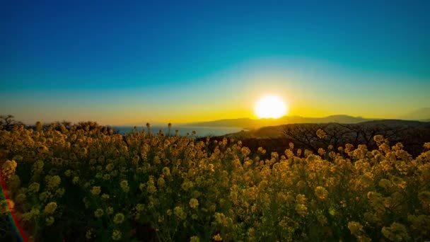 Pôr Sol Lapso Tempo Canola Jardim Flores Shounan Kanagawa Japão — Vídeo de Stock