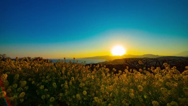 Ώρα Του Ηλιοβασιλέματος Παύει Τον Κήπο Λουλουδιών Canola Σινουκάουα Ιαπωνία — Αρχείο Βίντεο