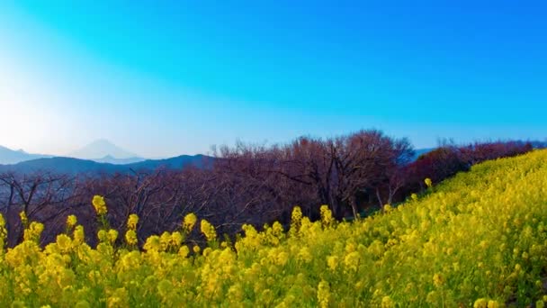 Sonnenuntergang Zeitraffer Rapsblumengarten Shounan Kanagawa Japan 2018 Ist Azumayama Park — Stockvideo