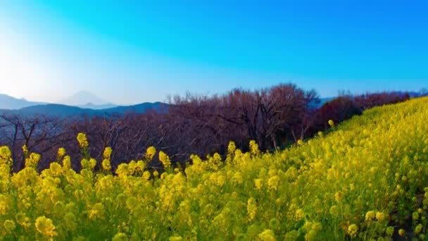 Čas Západu Canola Květinové Zahradě Šounan Kanagawa Japan 2018 Nachází — Stock video