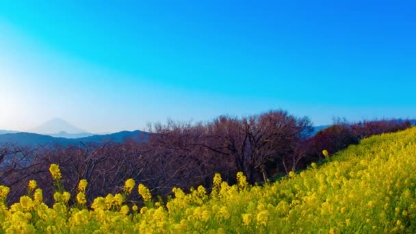 Pôr Sol Lapso Tempo Canola Jardim Flores Shounan Kanagawa Japão — Vídeo de Stock