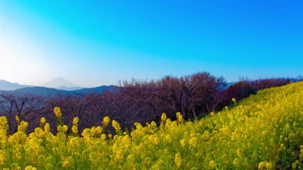 Закат Цветнике Канола Сюнан Канагава Япония 2018 Находится Парке Адзумаяма — стоковое видео