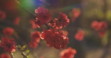 Bahar günü orta boy çekimde rüya gibi kırmızı kiraz çiçeği. Nerima Bölgesi Tokyo / Japonya - 04.02.2020