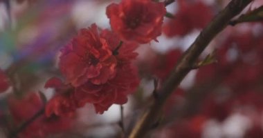 Bahar günündeki rüya gibi kırmızı kiraz çiçeği yakın plan. Nerima Bölgesi Tokyo / Japonya - 04.02.2020