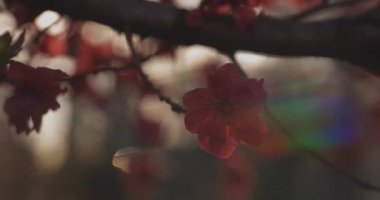 Bahar günü orta boy çekimde rüya gibi kırmızı kiraz çiçeği. Nerima Bölgesi Tokyo / Japonya - 04.02.2020