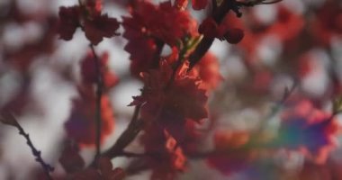 Bahar günü orta boy çekimde rüya gibi kırmızı kiraz çiçeği. Nerima Bölgesi Tokyo / Japonya - 04.02.2020