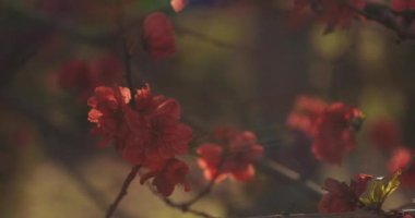 Bahar günü orta boy çekimde rüya gibi kırmızı kiraz çiçeği. Nerima Bölgesi Tokyo / Japonya - 04.02.2020