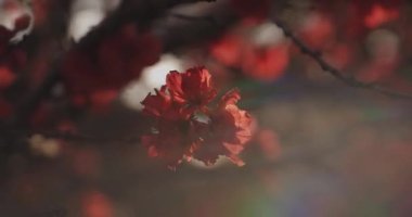 Bahar günündeki rüya gibi kırmızı kiraz çiçeği yakın plan. Nerima Bölgesi Tokyo / Japonya - 04.02.2020