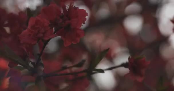 Zasněný Červený Třešňový Květ Jaře Středního Dne Okres Nerima Tokio — Stock video