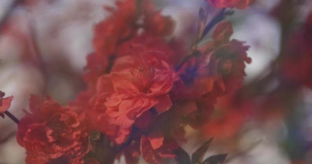 Dreamy Czerwony Kwiat Wiśni Wiosnę Zbliżenie Dzienne Dystrykt Nerima Tokio — Wideo stockowe