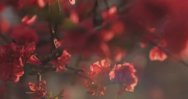 Dreamy Czerwony Kwiat Wiśni Wiosnę Dzień Średnim Ujęciu Dystrykt Nerima — Wideo stockowe
