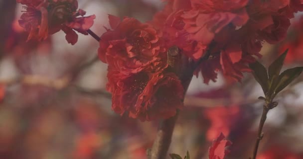 Verträumte Rote Kirschblüte Frühling Tagsüber Nahaufnahme Nerima Bezirk Tokio Japan — Stockvideo