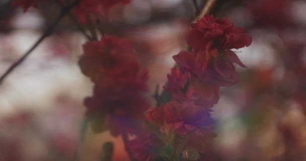 Bahar Günü Orta Boy Çekimde Rüya Gibi Kırmızı Kiraz Çiçeği — Stok video