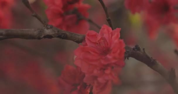 Zasněný Červený Třešňový Květ Jarním Dni Detailní Záběr Okres Nerima — Stock video