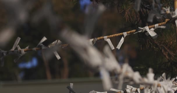 신사의 예언자 스기나미 2018 일본의 오라클이 신사에서 합니다 카메라 Eos — 비디오