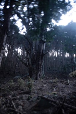 Gizemli bir ormanda, büyük bir Japon sedir ağacı. Yüksek kalite fotoğraf. Numazu bölgesi Heda Shizuoka Japonya 02.03.2022 