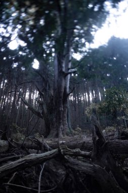 Gizemli bir ormanda, büyük bir Japon sedir ağacı. Yüksek kalite fotoğraf. Numazu bölgesi Heda Shizuoka Japonya 02.03.2022 