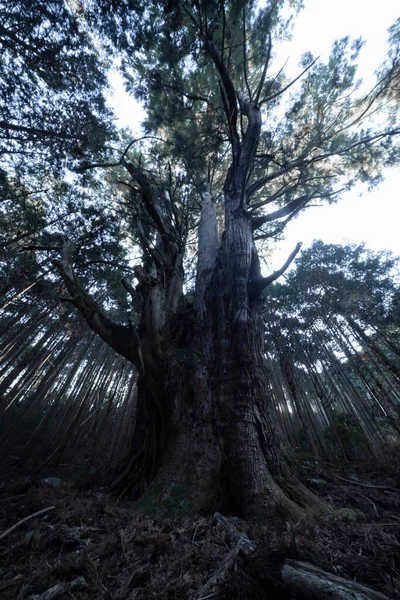 Japanese Big Cedar Tree Mysterious Forest Daytime High Quality Photo — Stockfoto