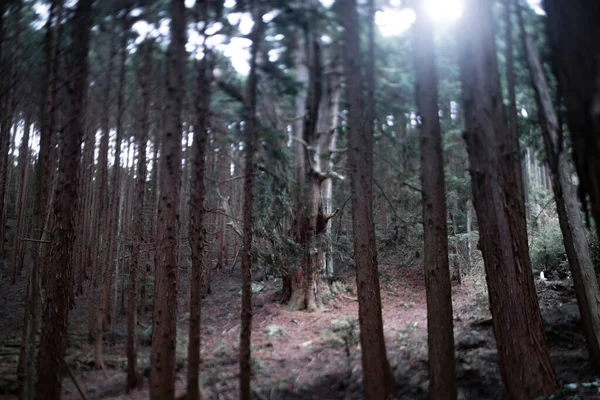 A Japanese big cedar tree in the mysterious forest daytime. High quality photo. Numazu district Heda Shizuoka Japan 02.03.2022