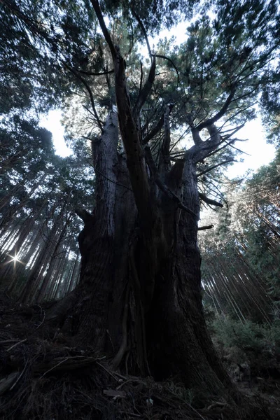 Japanese Big Cedar Tree Mysterious Forest Daytime High Quality Photo — Stockfoto