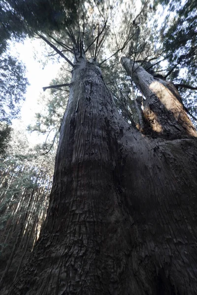 Japanese Big Cedar Tree Mysterious Forest Daytime High Quality Photo — Stok fotoğraf