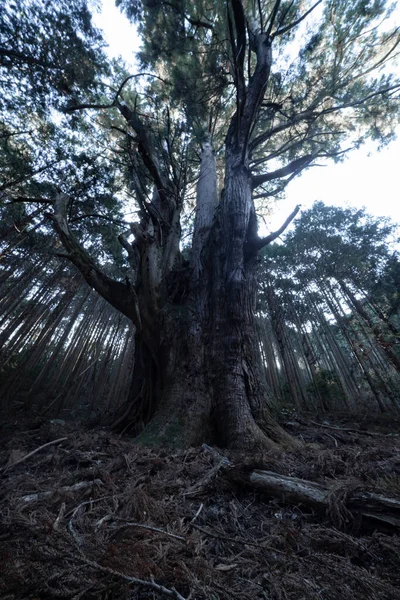 Japońskie Wielkie Drzewo Cedrowe Tajemniczym Lesie Dzień Wysokiej Jakości Zdjęcie — Zdjęcie stockowe