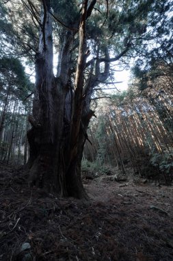 Gizemli bir ormanda, büyük bir Japon sedir ağacı. Yüksek kalite fotoğraf. Numazu bölgesi Heda Shizuoka Japonya 02.03.2022 
