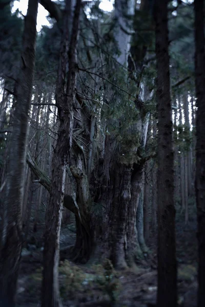 Japanese Big Cedar Tree Mysterious Forest Daytime High Quality Photo — Stockfoto