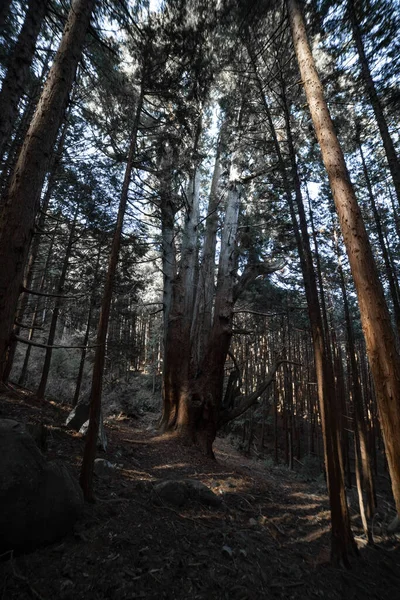 A Japanese big cedar tree in the mysterious forest daytime. High quality photo. Numazu district Heda Shizuoka Japan 02.03.2022