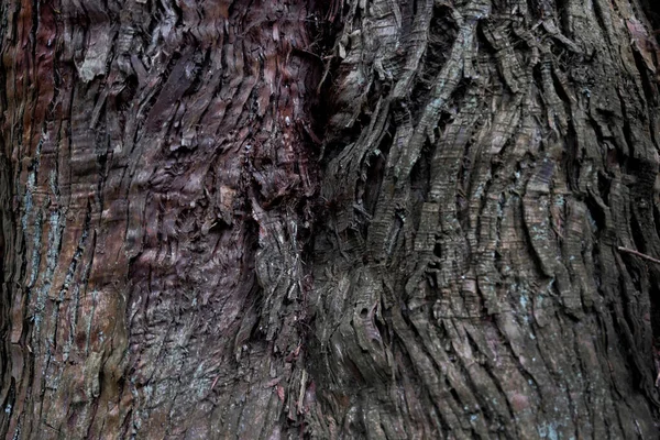 Wooden Texture Cedar Tree High Quality Photo Numazu District Heda — Photo