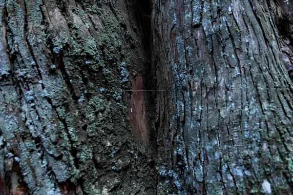 Wooden Texture Cedar Tree High Quality Photo Numazu District Heda — Photo