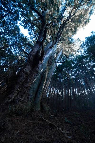 A Japanese big cedar tree in the mysterious forest daytime. High quality photo. Numazu district Heda Shizuoka Japan 02.03.2022