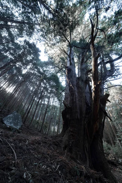 A Japanese big cedar tree in the mysterious forest daytime. High quality photo. Numazu district Heda Shizuoka Japan 02.03.2022