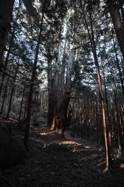 Japanese Big Cedar Tree Mysterious Forest Daytime High Quality Photo — Stockfoto