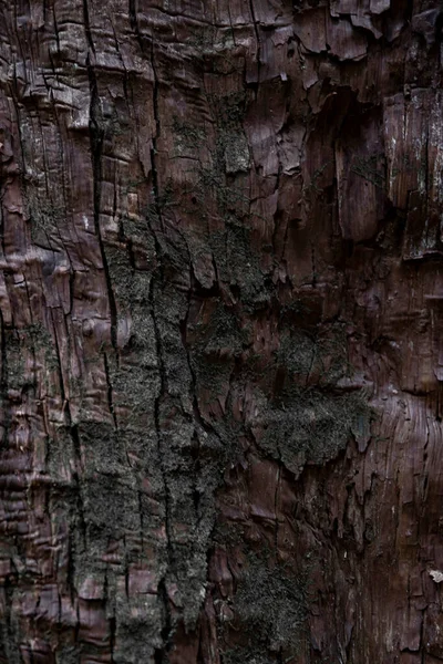 Uma Textura Madeira Cedro Foto Alta Qualidade Distrito Numazu Heda — Fotografia de Stock