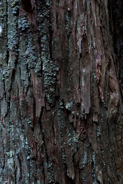 Wooden Texture Cedar Tree High Quality Photo Numazu District Heda — Fotografia de Stock