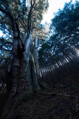 Gizemli bir ormanda, büyük bir Japon sedir ağacı. Yüksek kalite fotoğraf. Numazu bölgesi Heda Shizuoka Japonya 02.03.2022 