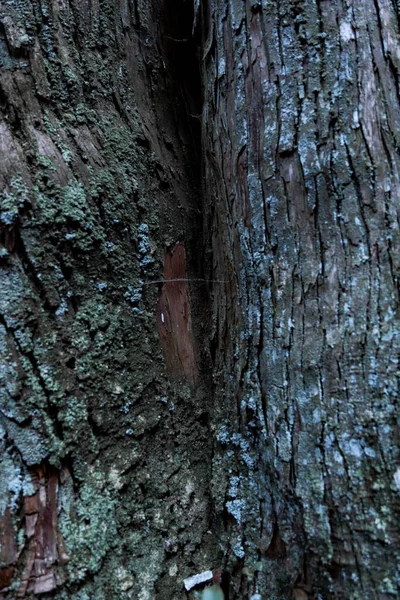 Wooden Texture Cedar Tree High Quality Photo Numazu District Heda — 图库照片